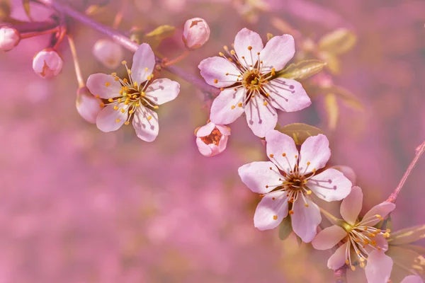 Bahar Çiçekleri Tebrik kartı — Stok fotoğraf