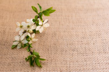 Erik çiçekleri tebrik kartı