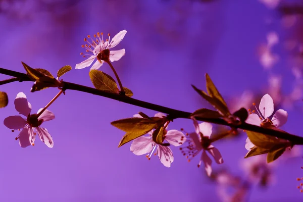 Bahar Çiçekleri Tebrik kartı — Stok fotoğraf