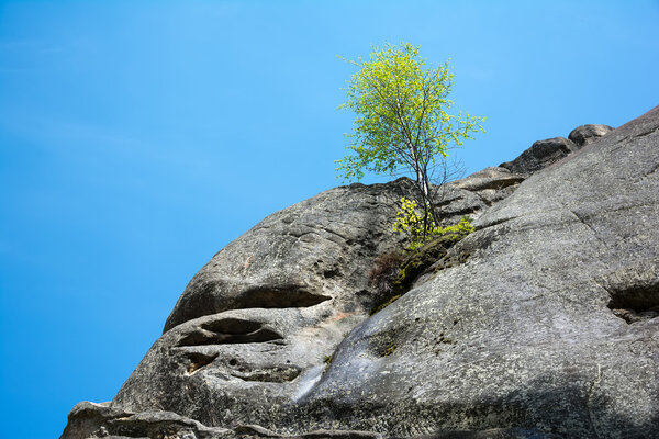 Lonely birch tree growing on top of the rock