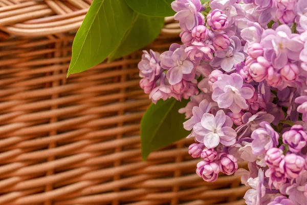 Flores de lilás na cesta — Fotografia de Stock