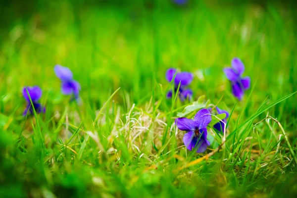 Flores violetas floreciendo en la hierba — Foto de Stock