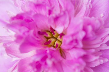 Şakayık Çiçeği closeup görünümü 