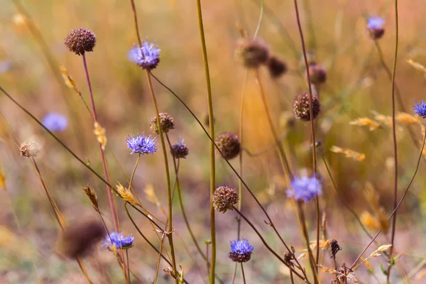 Flores silvestres azules en el prado seco — Foto de Stock