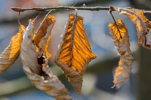 Гілка яскравого осіннього листя — стокове фото