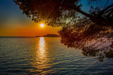Deniz ve çam şubelere üzerinde dramatik günbatımı.