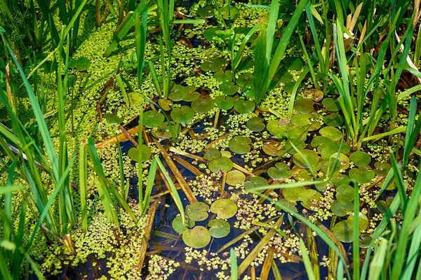Superfície da lagoa com erva daninha e grama — Fotografia de Stock