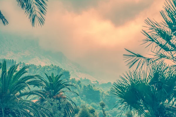 Palms and moutains in the morning fog — Stock Photo, Image