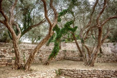 Zeytin Milocher park yakınındaki eski Bahçe