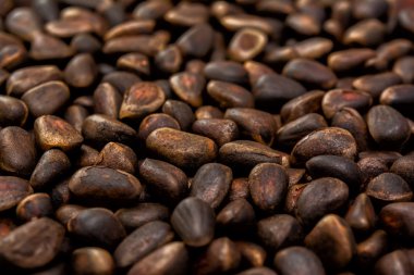 Sedir fındık arka plan