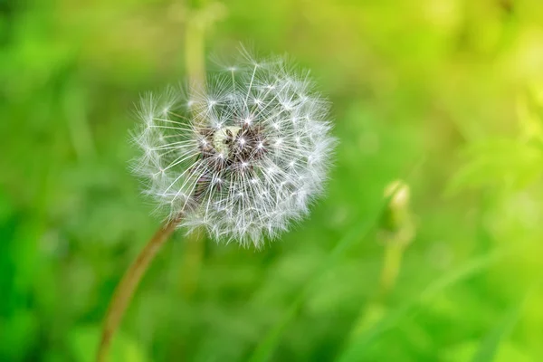 Dandelion ρολόι στο γρασίδι — Φωτογραφία Αρχείου