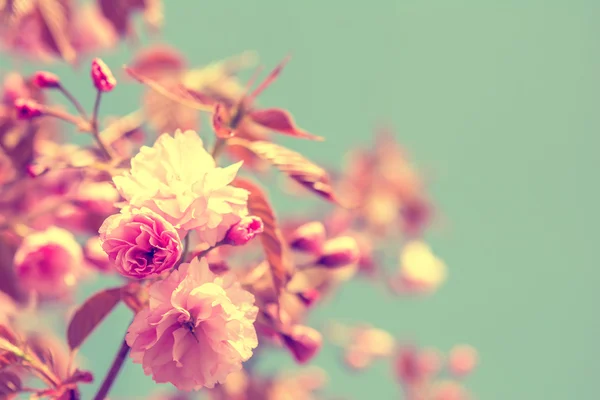 Цветущая сакура. — стоковое фото
