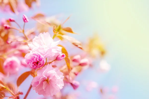 Sakura květ třešně. — Stock fotografie