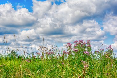 Kır çiçekleri güneşli çayır