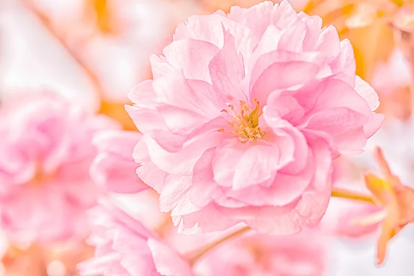 Sakura virágcseresznyevirág. — Stock Fotó