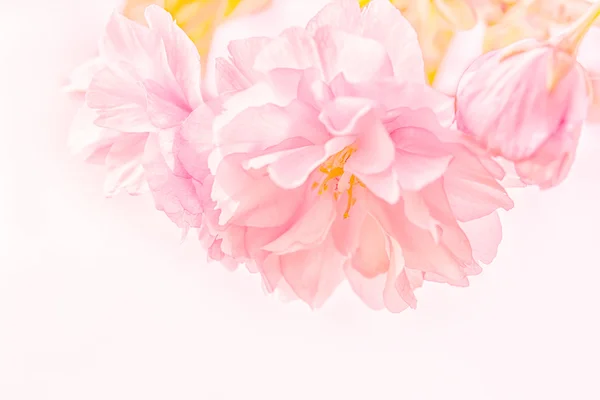 Sakura Blume Kirschblüte. — Stockfoto