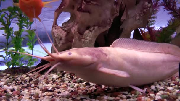Peixe em um aquário com grandes crescimentos na cabeça . — Vídeo de Stock