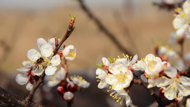 Arı üzerinde bir çiçek açan kiraz ağacı — Stok video