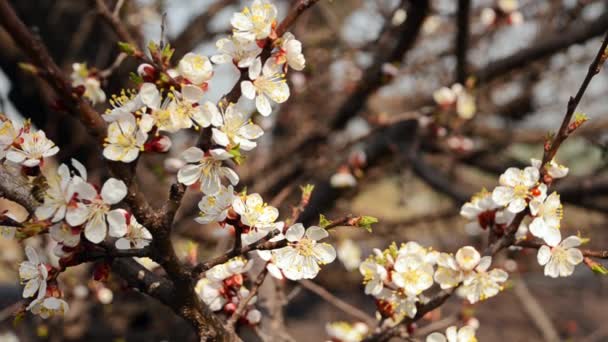 Flowering cherry tree — Stock Video