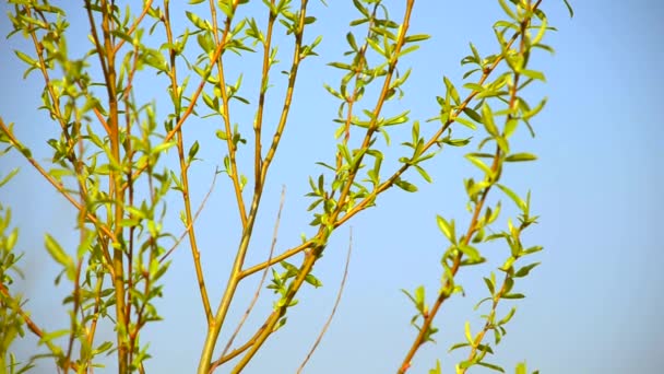 Unga blad på blå himmel bakgrund. Närbild — Stockvideo