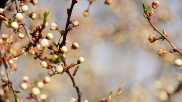 Zweig mit ungeblasenen Blüten aus nächster Nähe — Stockvideo