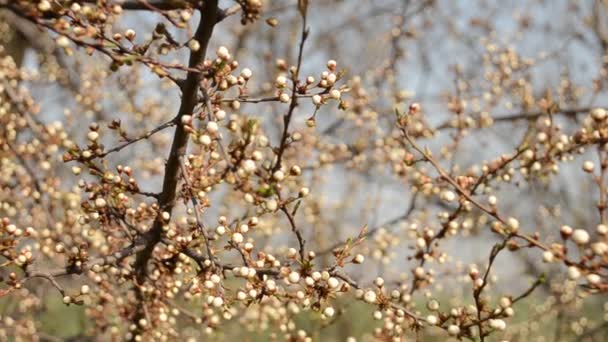 Branch with flowers unblown — Stock Video