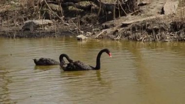 İki siyah kuğular gölde Yüzme