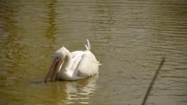 Pelikaan zwemmen in de vijver en op zoek naar voedsel — Stockvideo