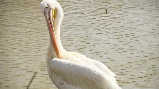 Pelican Rengör sina vingar — Stockvideo