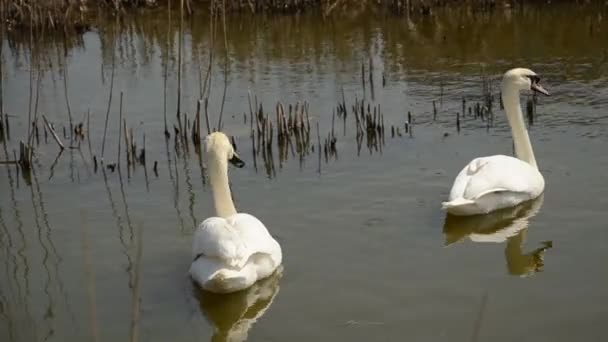 Dois cisnes nadando juntos na lagoa — Vídeo de Stock