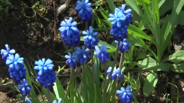 Blå vårblommor — Stockvideo