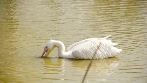 Pelican in the water looking for food — Stock Video