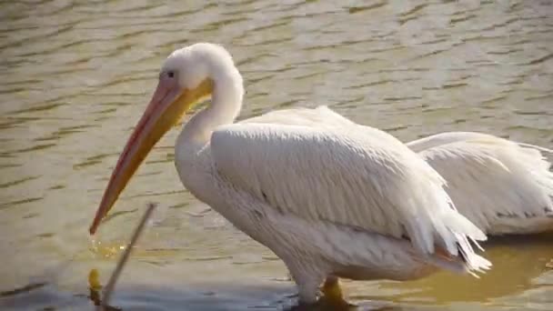 Dva pelikáni v jezírku — Stock video
