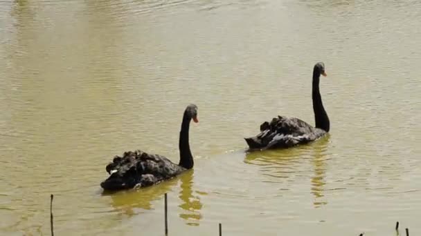 Два черных лебедя плавают вместе в пруду — стоковое видео