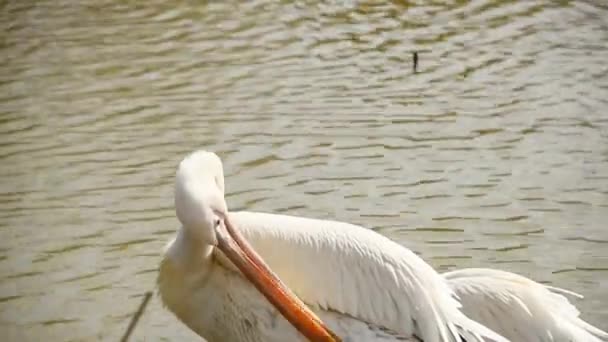 Pelicano limpa suas penas — Vídeo de Stock