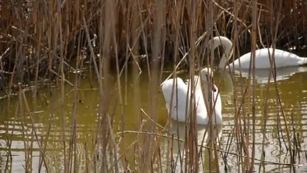 Swan podnosi jego skrzydła popisać przed kobietą — Wideo stockowe