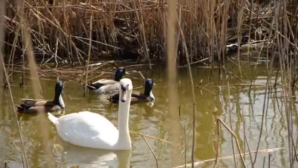 Witte Zwaan in een vijver met eenden — Stockvideo