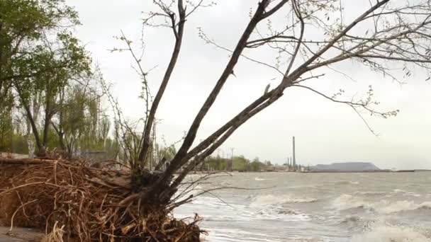 Radici di alberi lavate sulla spiaggia — Video Stock