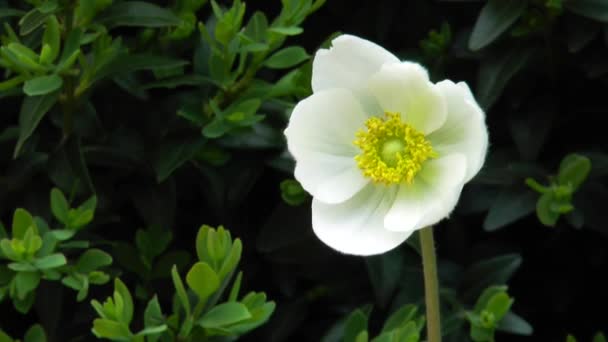 White flower with stamens clearly visible — Stock Video