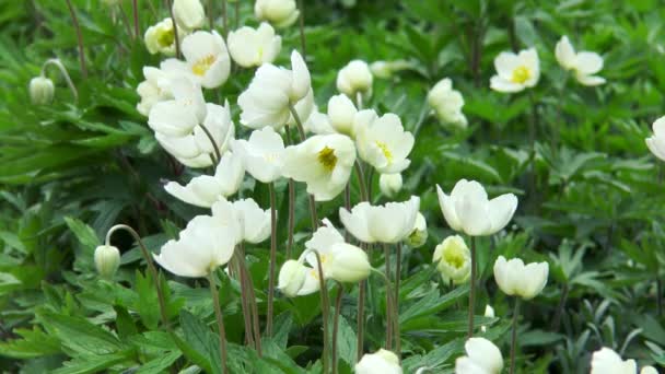 White spring flowers among green leaves — Stock Video