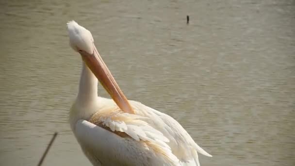 Pelican Rengör fjädrar stor näbb — Stockvideo