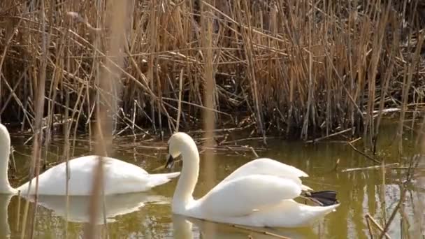 Twee zwanen in het droge riet — Stockvideo