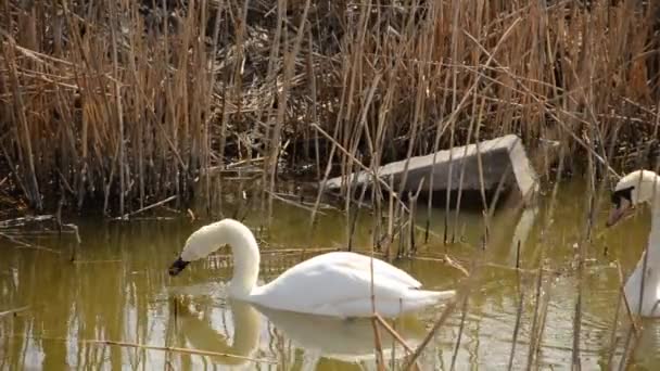 Дві білі лебеді плавають у сухому очереті — стокове відео
