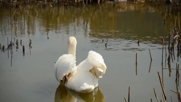 Cisne blanco con alas elevadas en un estanque — Vídeo de stock