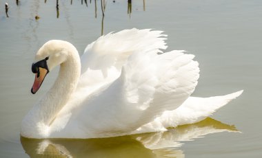 gölet üzerinde güzel beyaz kuğu