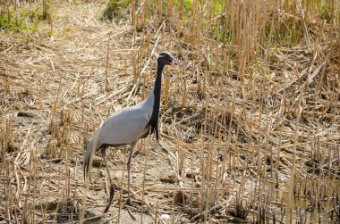 Kuru ot arasında telli turna