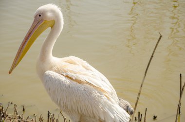 Pelikan bir göl kıyısında duruyor