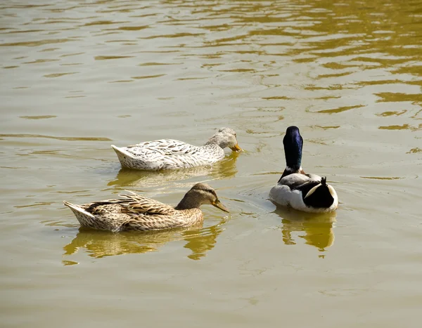Three wild ducks swimming in the pond