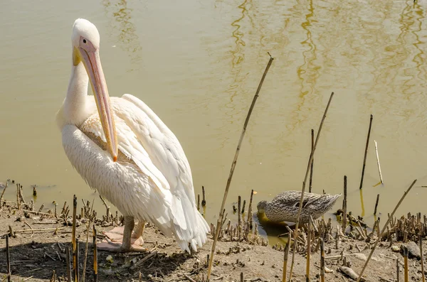 Pelikan onun kanatları büyük Gaga temizler