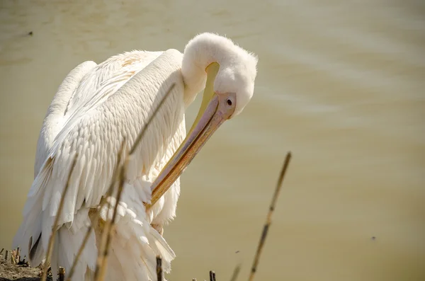 Pelicano limpa suas penas — Fotografia de Stock